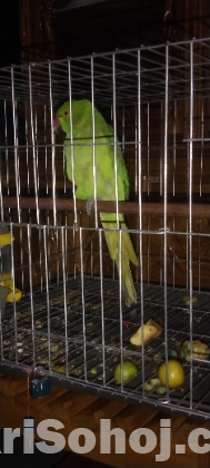 Rigneck parrot টিয়া